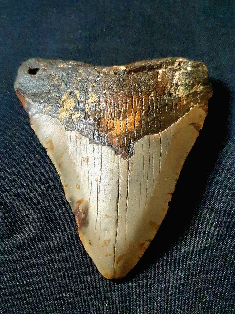 Megalodon - Dinte fosilă - 107 mm - 83 mm #1.1