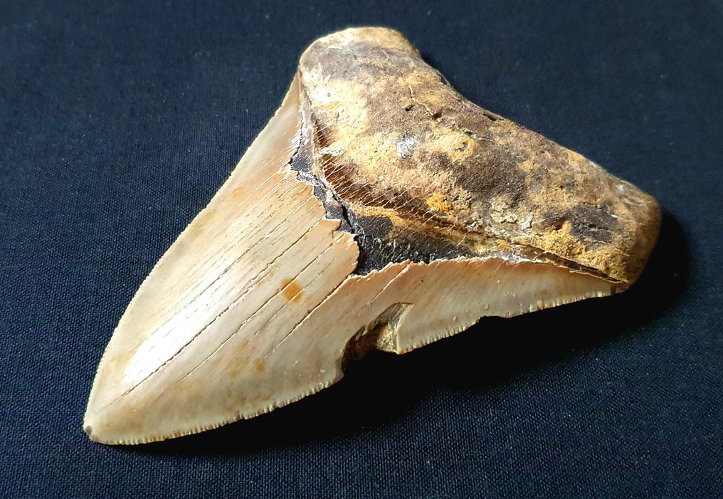 巨齿鲨 - 牙齿化石 - 120 mm - 88 mm #1.3