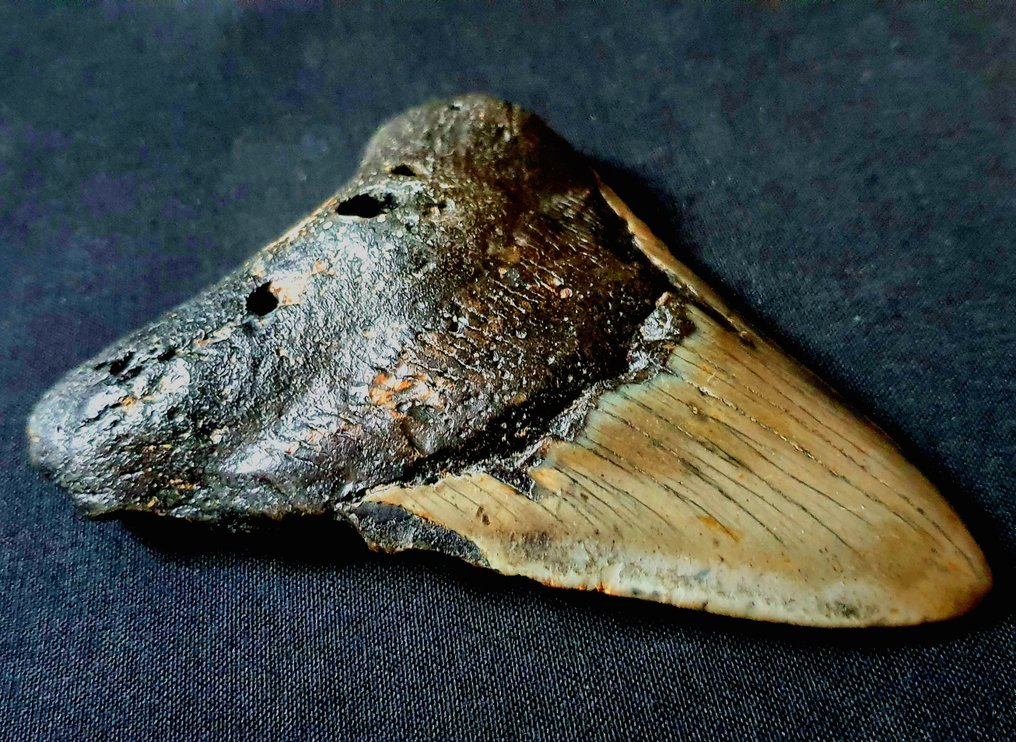 Megalodon - Dente fóssil - 119 mm - 86 mm #3.1