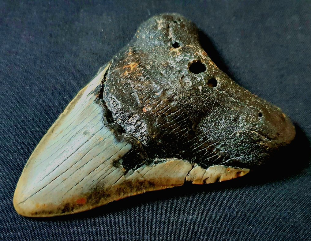 Megalodon - Dente fóssil - 119 mm - 86 mm #2.1