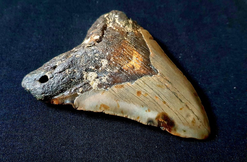 Megalodon - Dinte fosilă - 107 mm - 83 mm #3.1