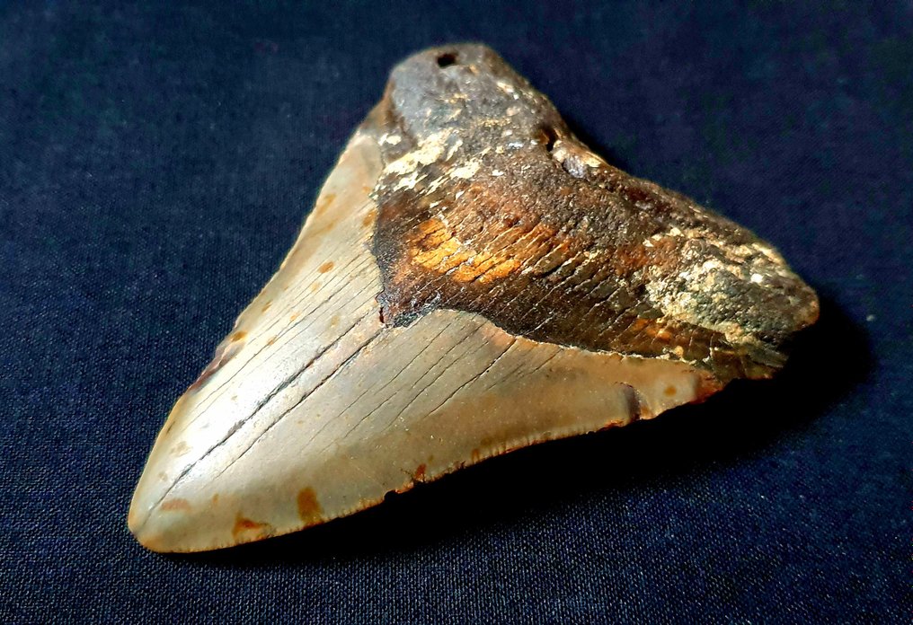 Megalodon - Dinte fosilă - 107 mm - 83 mm #2.1