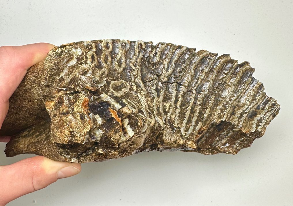 Gyapjas mamut - Fosszilis őrlőfog - 14 cm #3.2