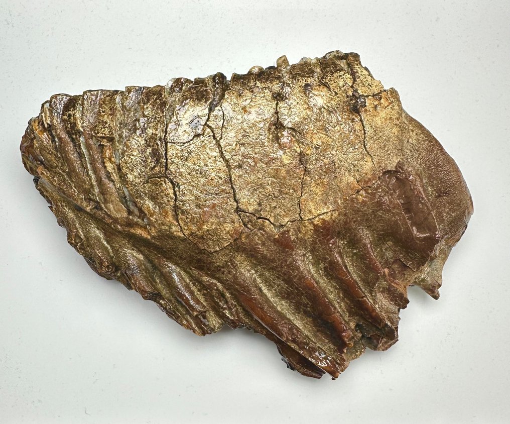 Gyapjas mamut - Fosszilis őrlőfog - 14 cm #2.1