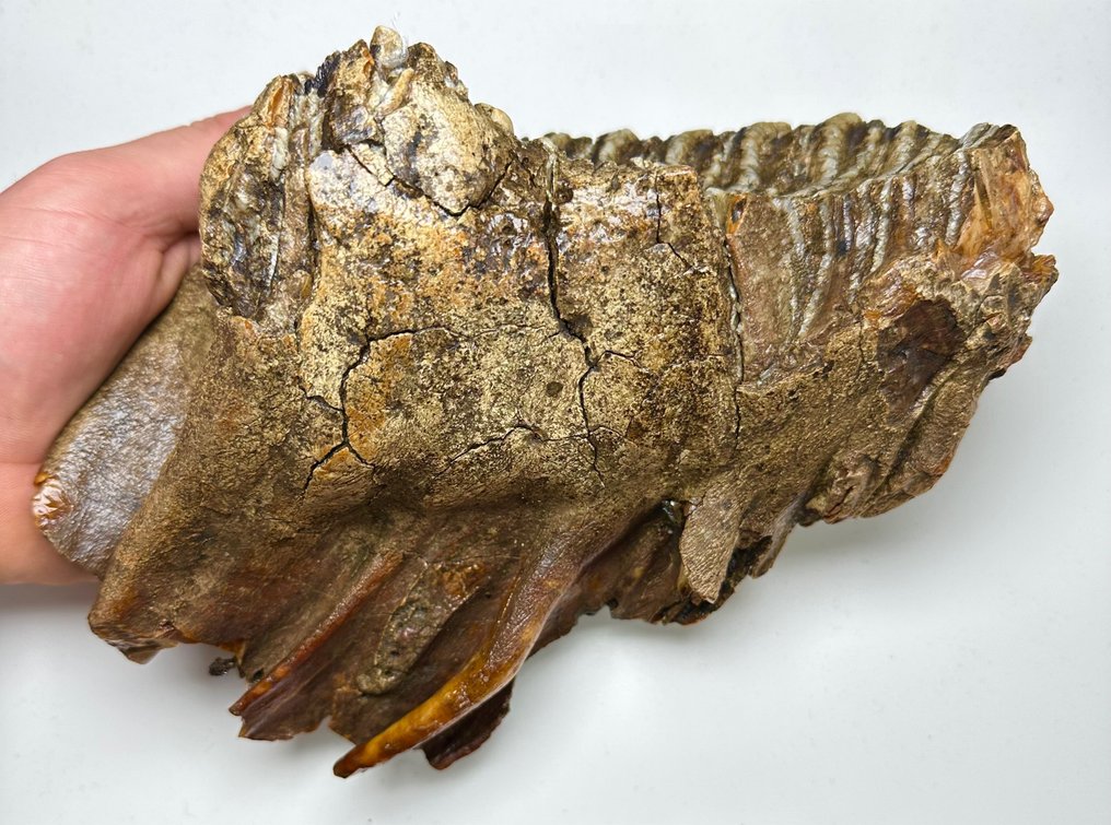 Gyapjas mamut - Fosszilis őrlőfog - 14 cm #1.1