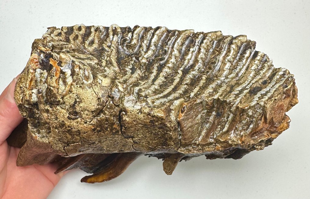 Gyapjas mamut - Fosszilis őrlőfog - 14 cm #2.2