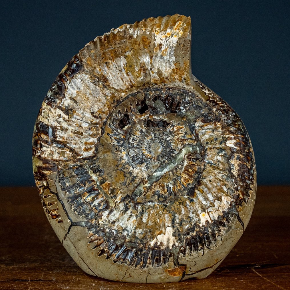 Muito raro! Amonites fossilizados em Septário Forma livre- 2689.49 g #1.2
