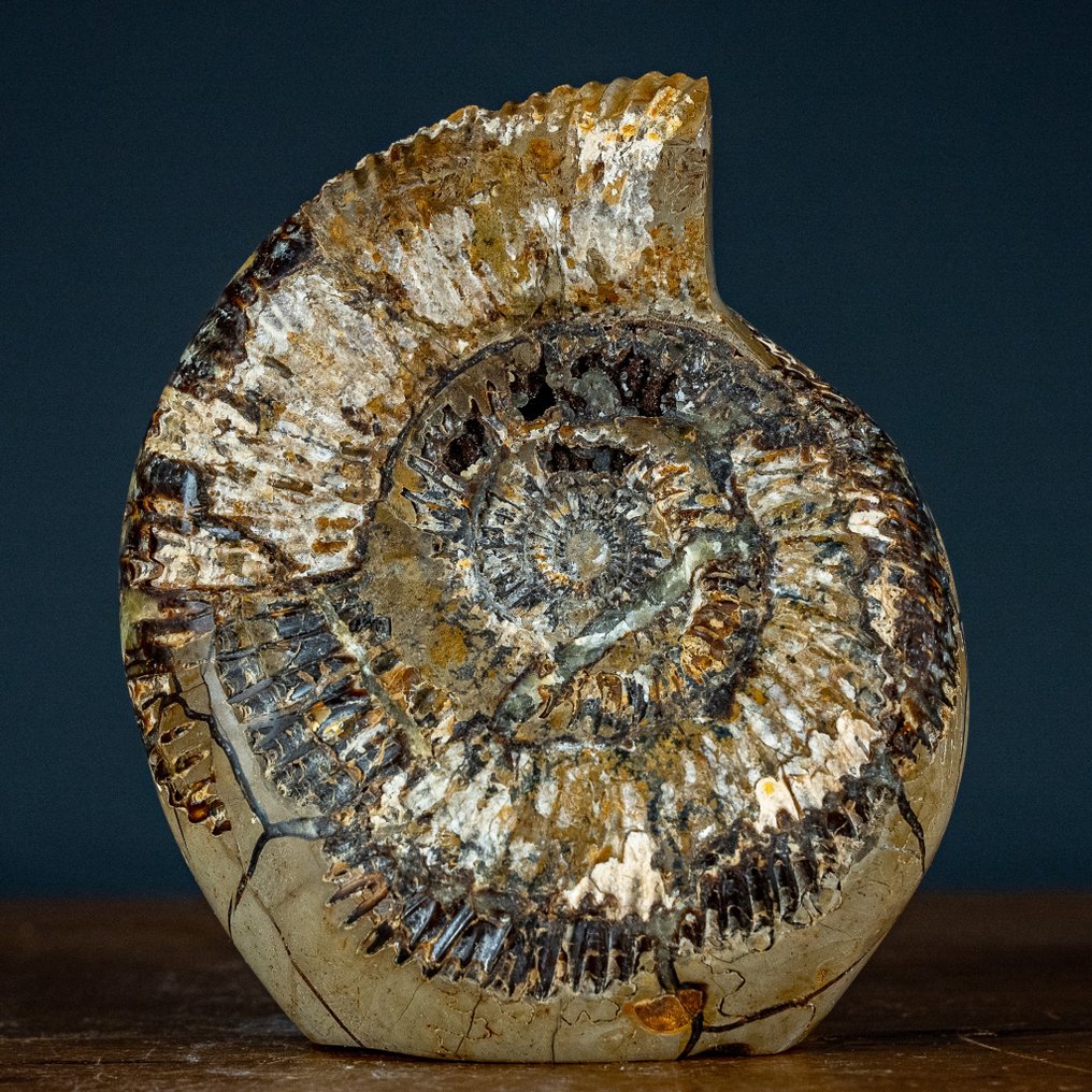 Very Rare! Fossilized Ammonites in Septarian Freeform- 2689.49 g #1.1