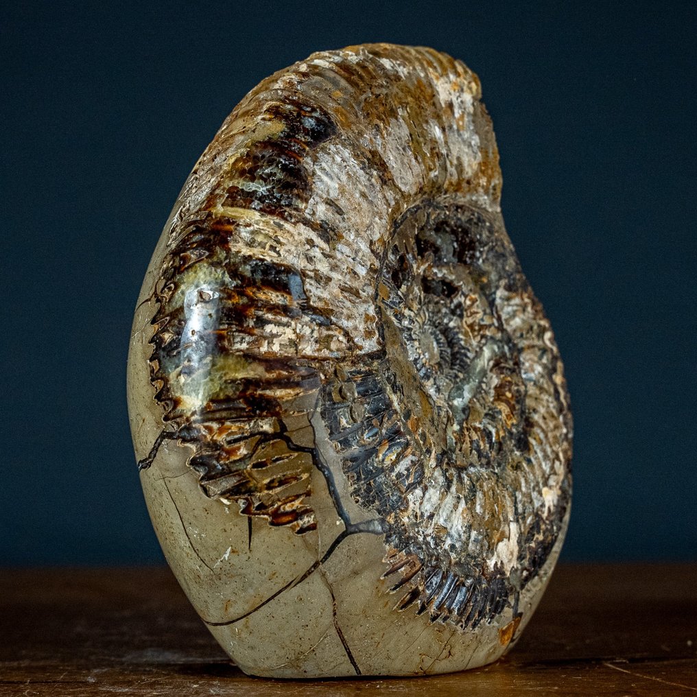 Veldig sjelden! Fossiliserte ammonitter i Septarian Fri form- 2689.49 g #2.1