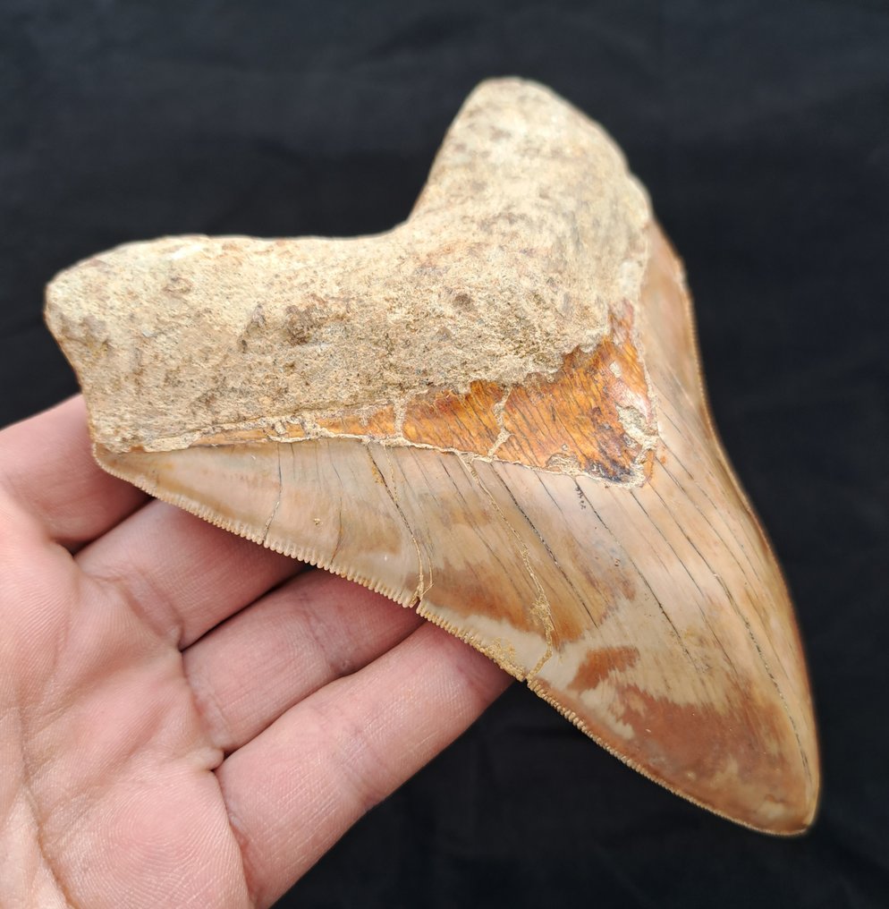 巨齿鲨 - 牙齿化石 - 14+ GIANT MEGALODON TOOTH - 14.2 cm - 10.8 cm #1.2