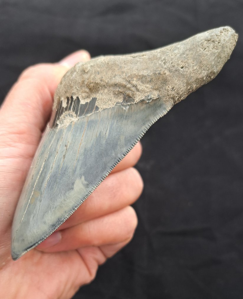 巨齿鲨 - 牙齿化石 - DARK/SILVER MEGALODON TOOTH - 12 cm - 9 cm #2.1