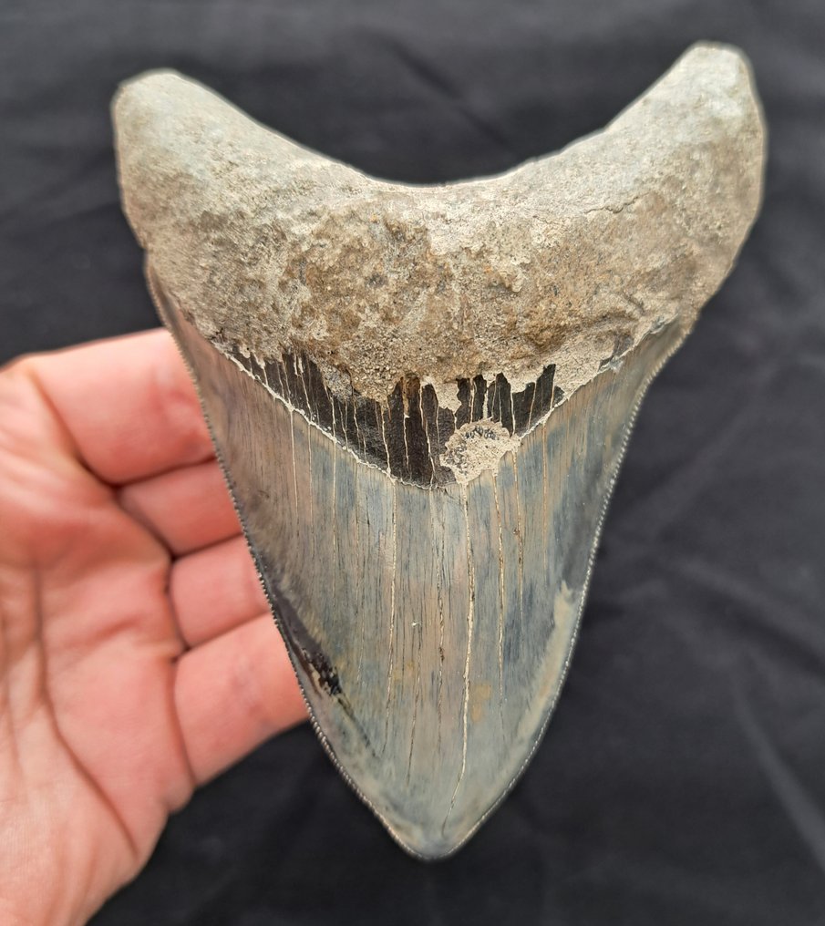 Megalodon - Skamieniały ząb - DARK/SILVER MEGALODON TOOTH - 12 cm - 9 cm #1.1