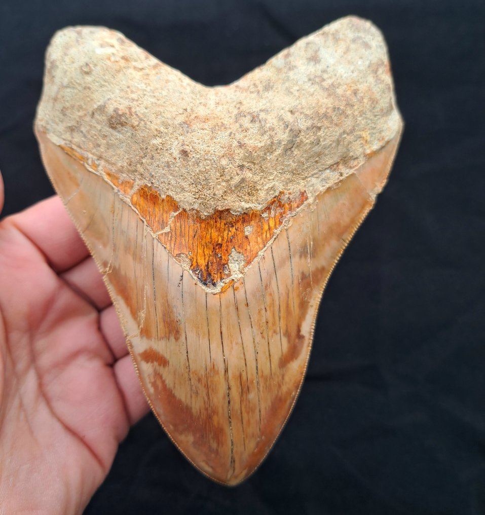Megalodon - Dente fóssil - 14+ GIANT MEGALODON TOOTH - 14.2 cm - 10.8 cm #1.1