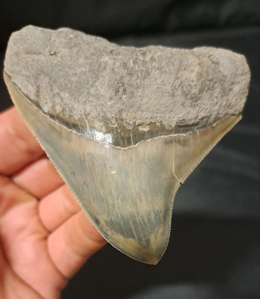 巨牙鯊 - 牙齒化石 - Otodus (Carcharocles) megalodon - 8.5 cm #1.1