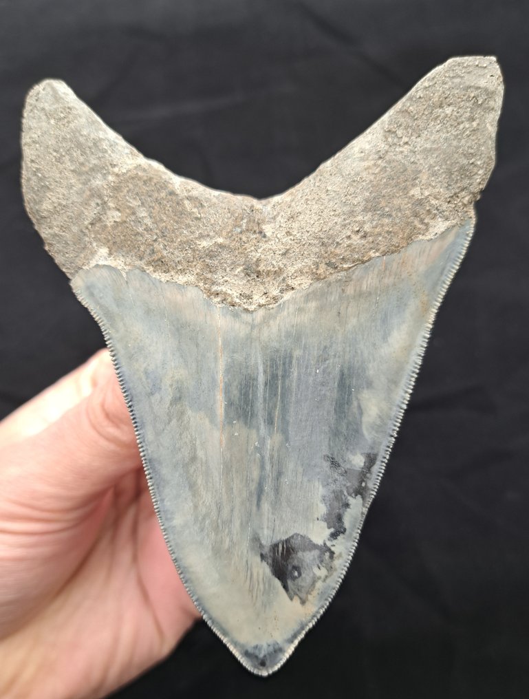 Megalodon - Skamieniały ząb - DARK/SILVER MEGALODON TOOTH - 12 cm - 9 cm #2.2