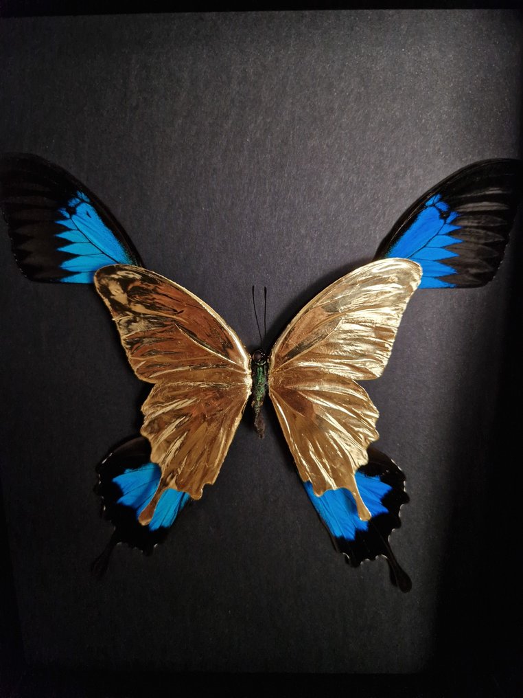 Zeldzame 23kt gouden blauwe keizervlinders in beperkte oplage in frame Taxidermie volledige montage - Papilio ulysses - 25 cm - 20 cm - 7 cm - Geen-CITES-soort #2.1