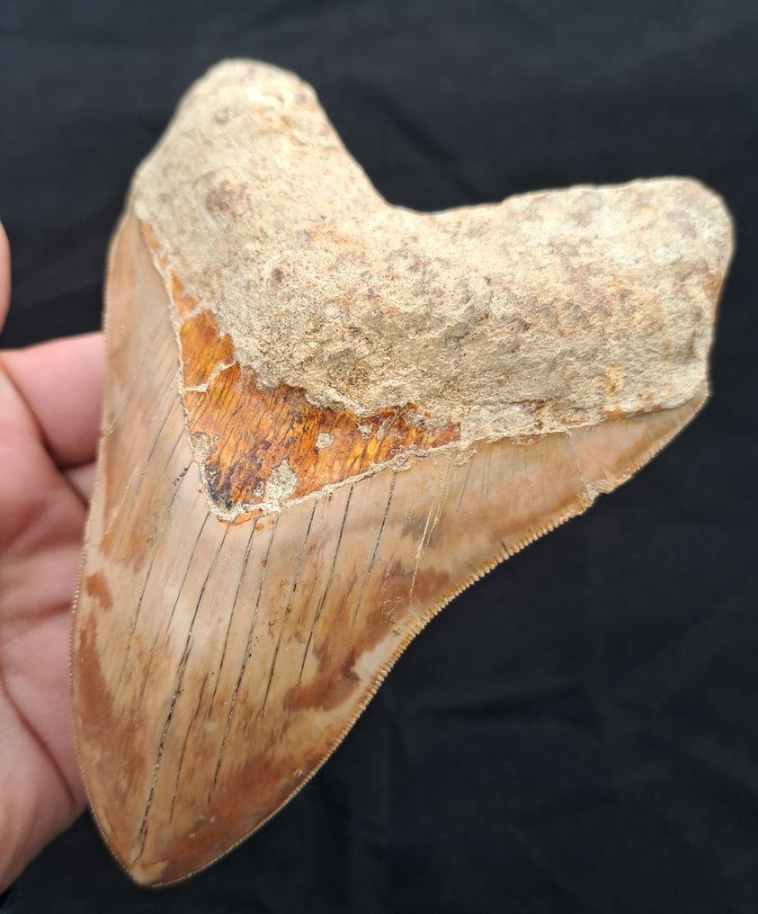 Megalodon - Dente fóssil - 14+ GIANT MEGALODON TOOTH - 14.2 cm - 10.8 cm #2.1