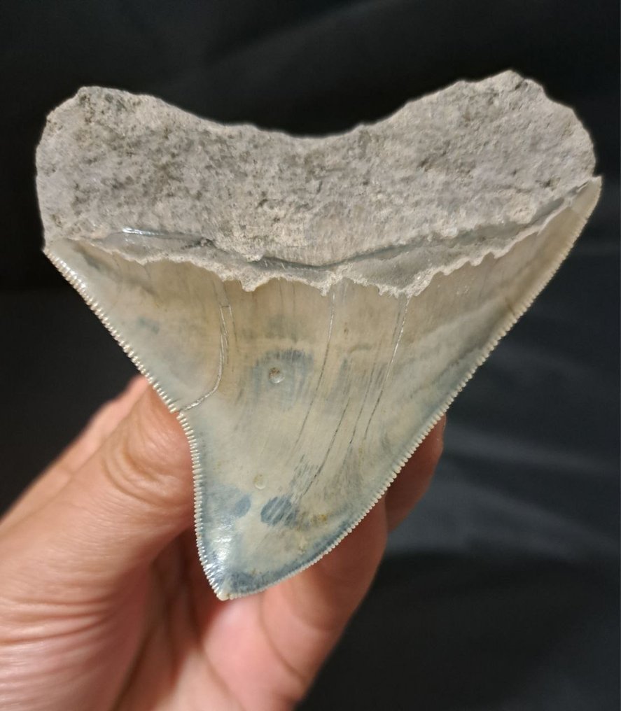 巨牙鯊 - 牙齒化石 - Otodus (Carcharocles) megalodon - 8.5 cm #1.2