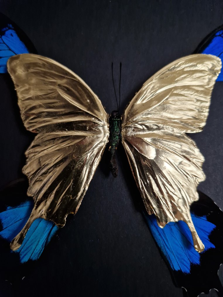 Zeldzame 23kt gouden blauwe keizervlinders in beperkte oplage in frame Taxidermie volledige montage - Papilio ulysses - 25 cm - 20 cm - 7 cm - Geen-CITES-soort #1.2