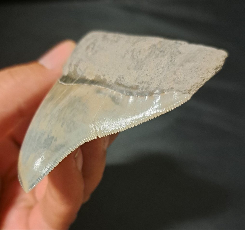 Megalodon - Fossiler Zahn - Otodus (Carcharocles) megalodon - 8.5 cm #2.1