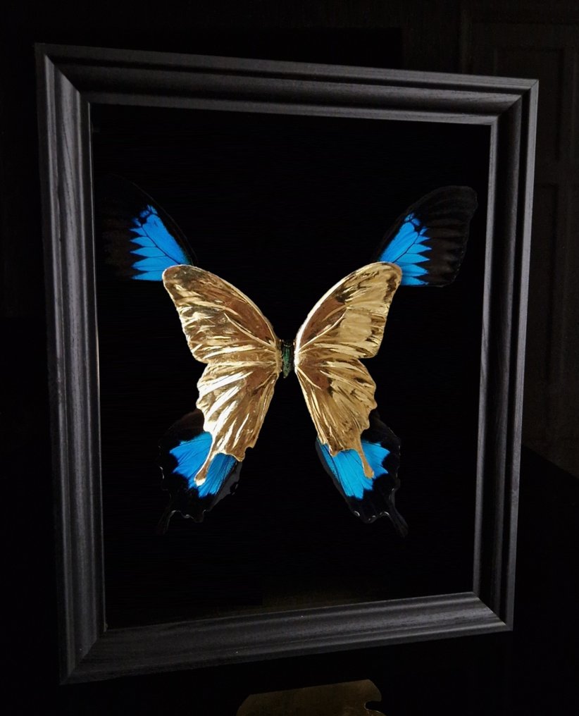 Zeldzame 23kt gouden blauwe keizervlinders in beperkte oplage in frame Taxidermie volledige montage - Papilio ulysses - 25 cm - 20 cm - 7 cm - Geen-CITES-soort #1.1