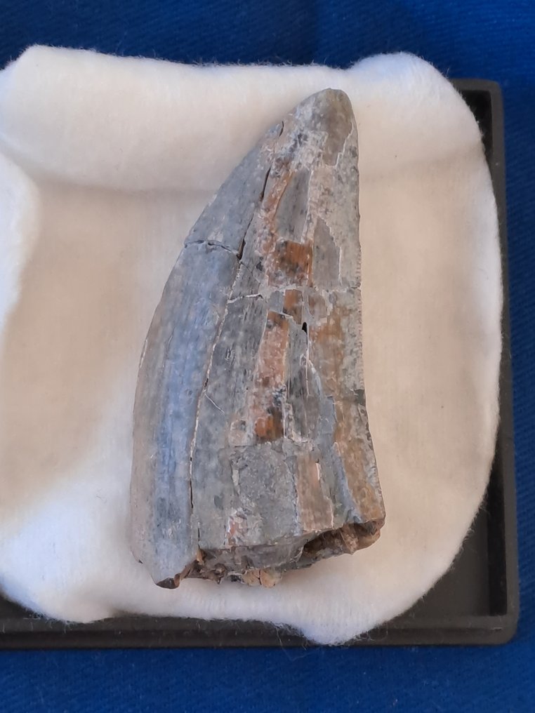 Tyrannosaurus Rex - Dent fossile - T. Rex #4.3