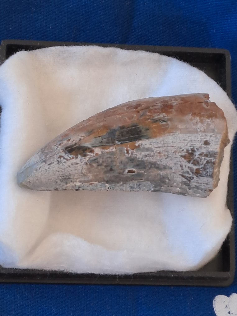 Tyrannosaurus Rex - Dent fossile - T. Rex #2.1