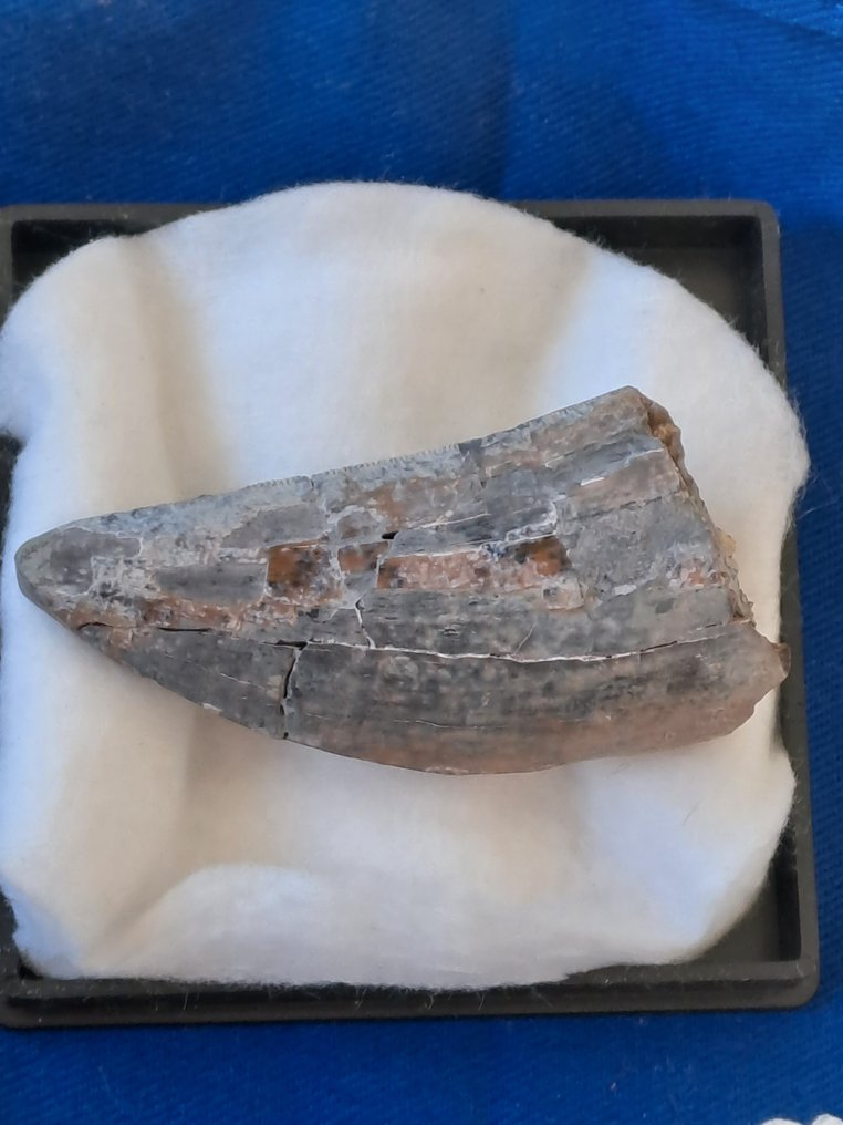 Tyrannosaurus Rex - Dent fossile - T. Rex #1.0