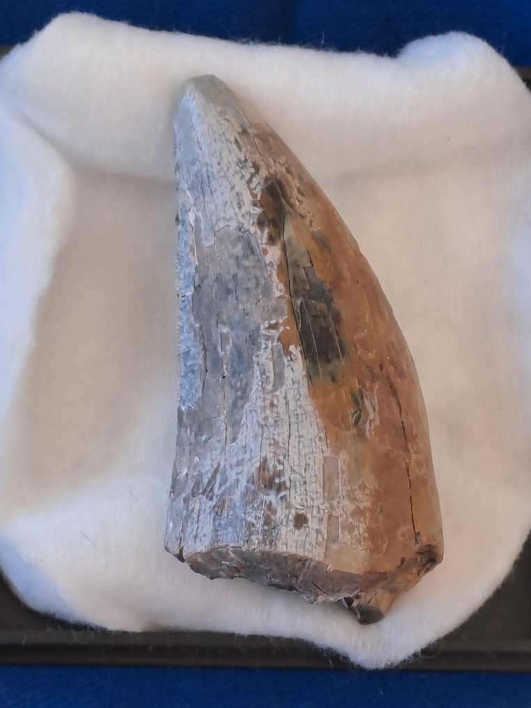 Tyrannosaurus Rex - Dent fossile - T. Rex #3.2