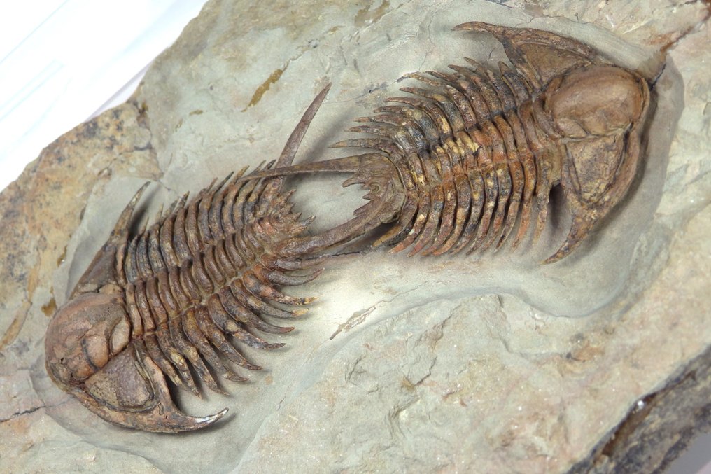 Trilobite espinoso - Dos ejemplares en matriz - Los trilobites principales miden 6,5 cm de largo - Placa de mortalidad fósil - Foulonia sp - 18 cm - 12.5 cm #4.3