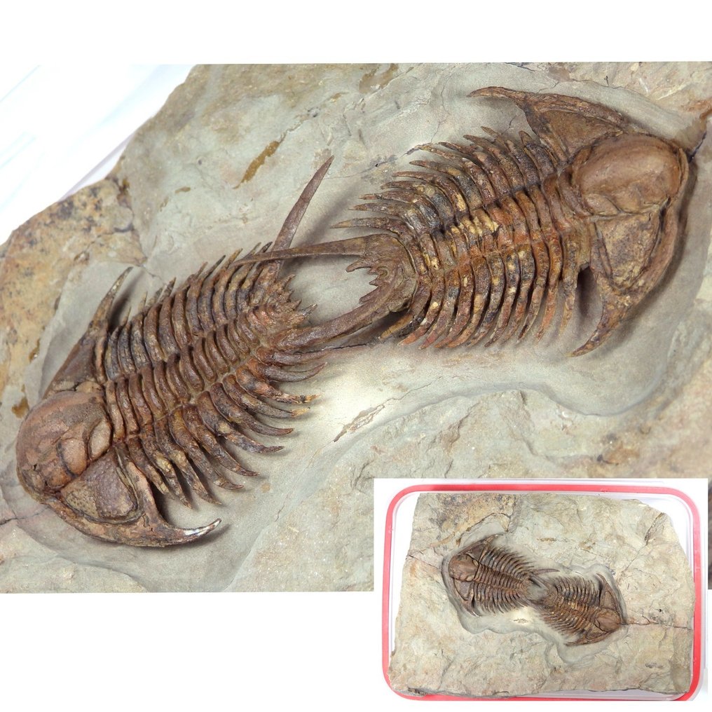 Trilobite espinoso - Dos ejemplares en matriz - Los trilobites principales miden 6,5 cm de largo - Placa de mortalidad fósil - Foulonia sp - 18 cm - 12.5 cm #1.0