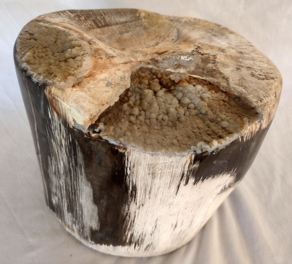 Απολιθωμένο ξύλο - Απολιθωμένο ξύλο - diptocarpus - 18 cm - 20 cm #1.1