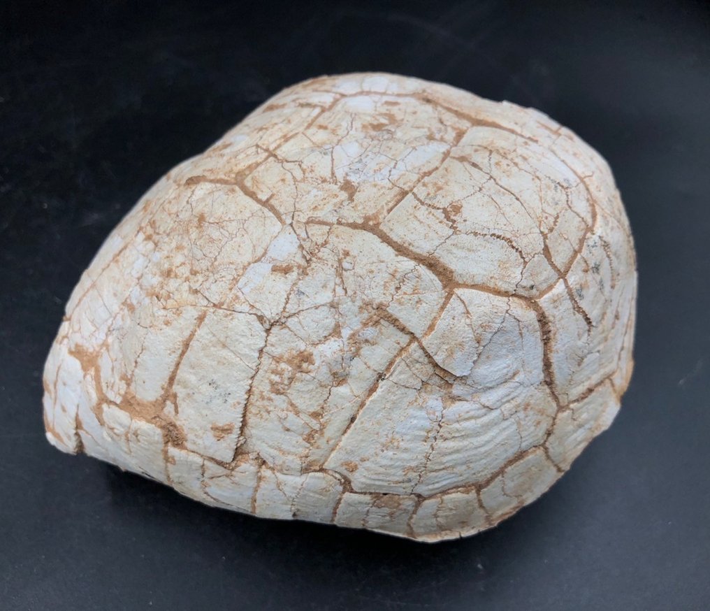 Fossil matrise - Testudo hipparionum - 13 cm - 14 cm #3.2