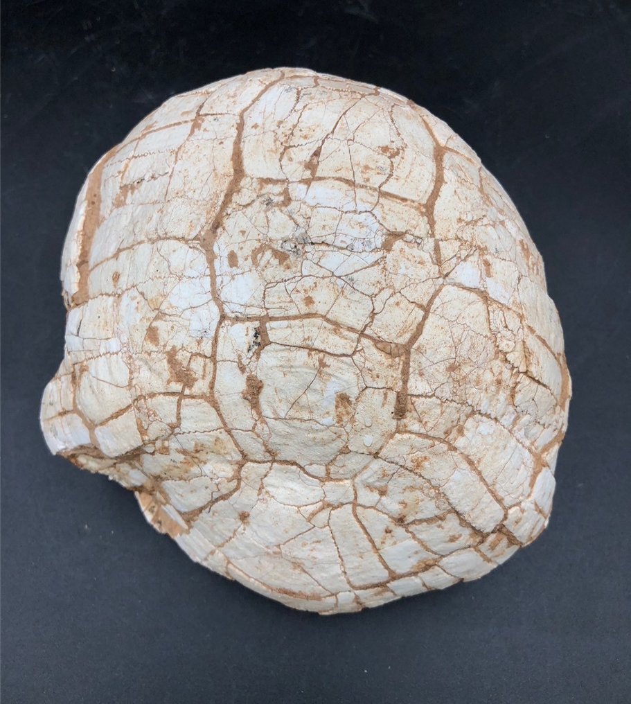 Fossil matrise - Testudo hipparionum - 13 cm - 14 cm #3.1