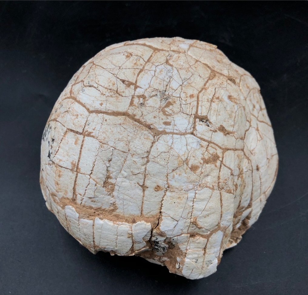 Fossil matrise - Testudo hipparionum - 13 cm - 14 cm #2.1
