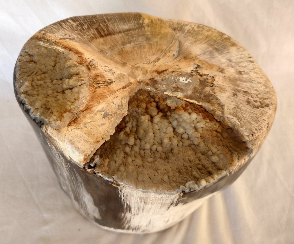 Απολιθωμένο ξύλο - Απολιθωμένο ξύλο - diptocarpus - 18 cm - 20 cm #2.2