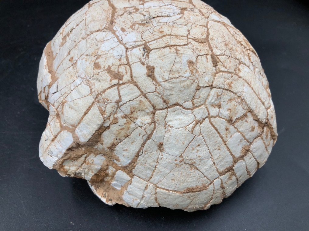 Fossil matrix - Testudo hipparionum - 13 cm - 14 cm #1.1