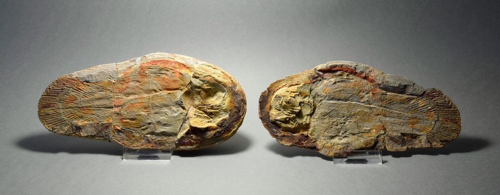 Fossile dyr - Piveteauia madagascariensis - 16.4 cm #2.1