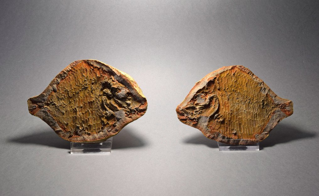 Fish - Απολιθωμένο ζώο - Bobasatrania mahavavica - 12.1 cm #4.3