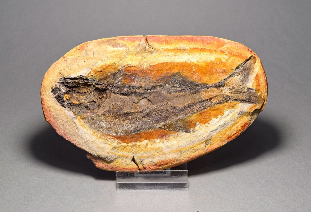 Forstenet dyr - Teffichthys madagascariensis - 11.7 cm #2.1