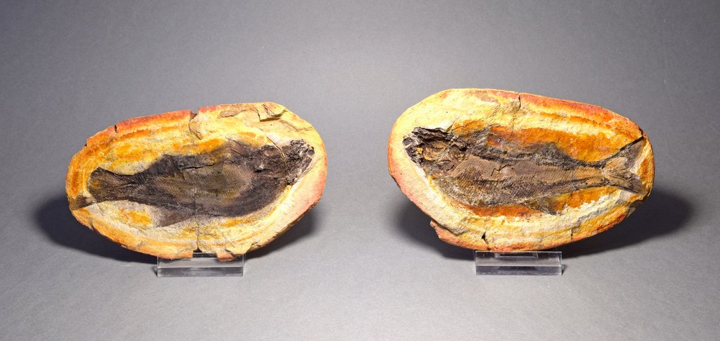 Forstenet dyr - Teffichthys madagascariensis - 11.7 cm #4.3