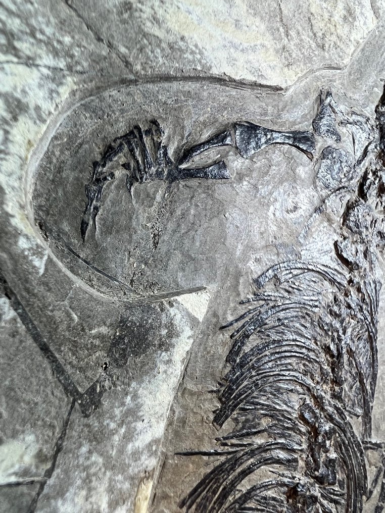 潜龙 - 矩阵化石 - Hyphalosaurus - 49 cm - 18 cm #2.1