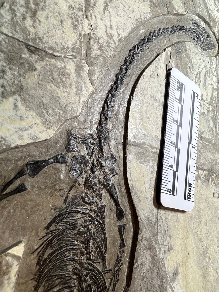 下龍 - Fossil matrix - Hyphalosaurus - 49 cm - 18 cm #1.2