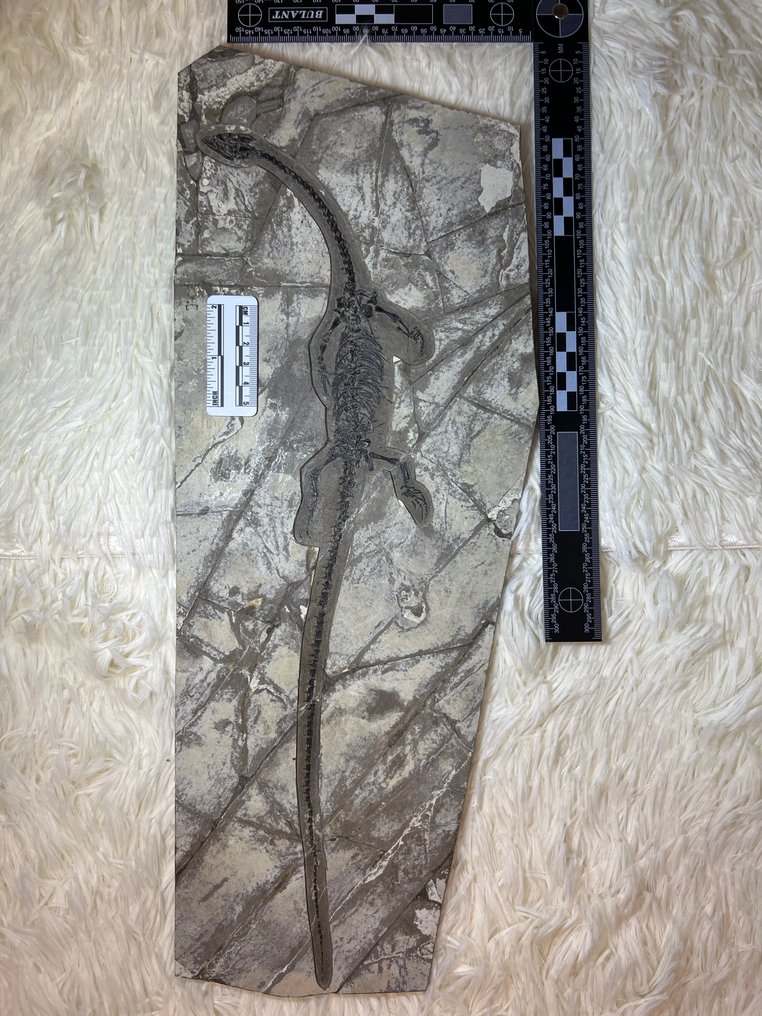 下龍 - Fossil matrix - Hyphalosaurus - 49 cm - 18 cm #1.1