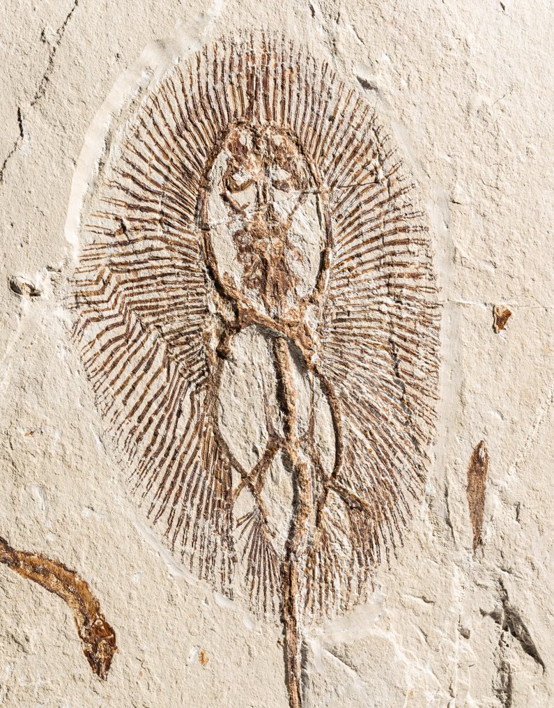 raggio affascinante e grande - raggio di sole del tipo più raro - Matrice fossile - Cyclobatis major - 32.6 cm - 20.3 cm #2.1