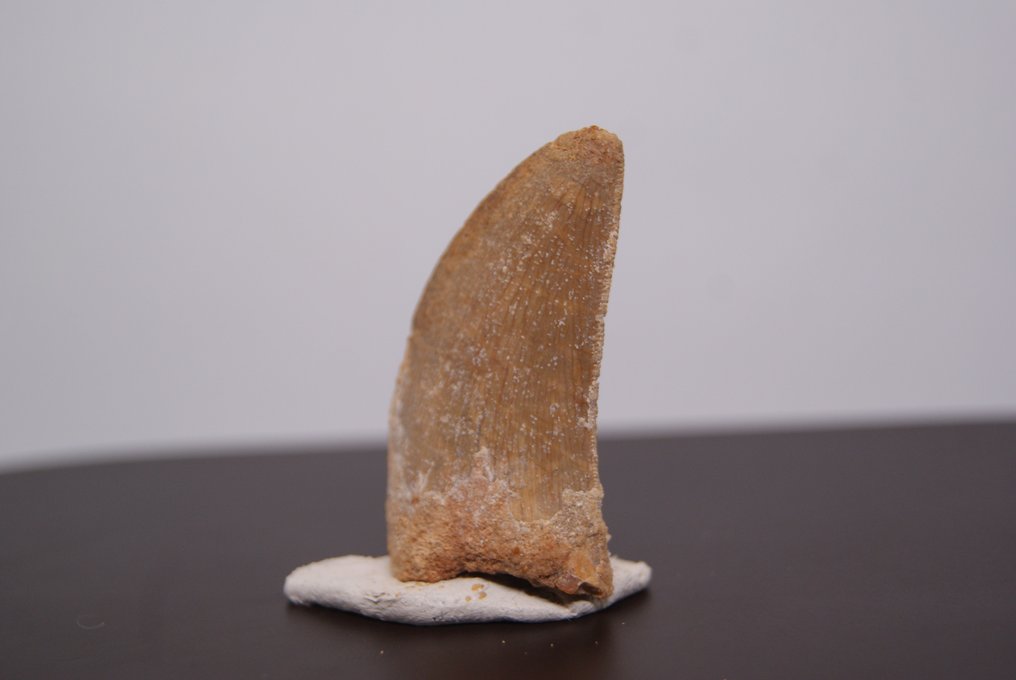 Large size very fine and sharp raptor - Fossil tooth - Abelisauridae #2.2