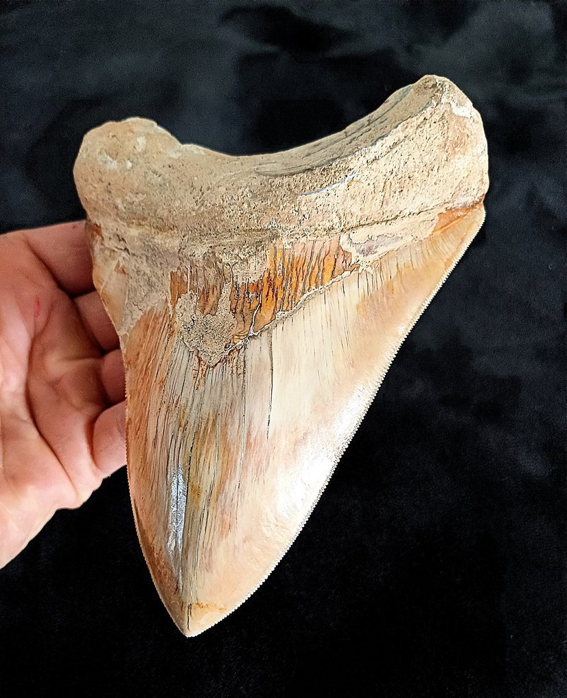 巨牙鯊 - 牙齒化石 - 149 mm - 113 mm #1.2