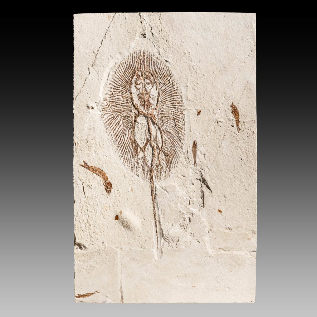 raggio affascinante e grande - raggio di sole del tipo più raro - Matrice fossile - Cyclobatis major - 32.6 cm - 20.3 cm #1.1