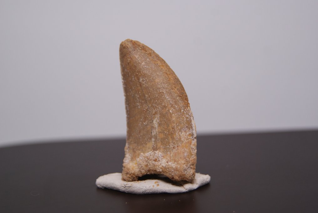 大尺寸非常精细和锋利的猛禽 - 牙齿化石 - Abelisauridae #3.1