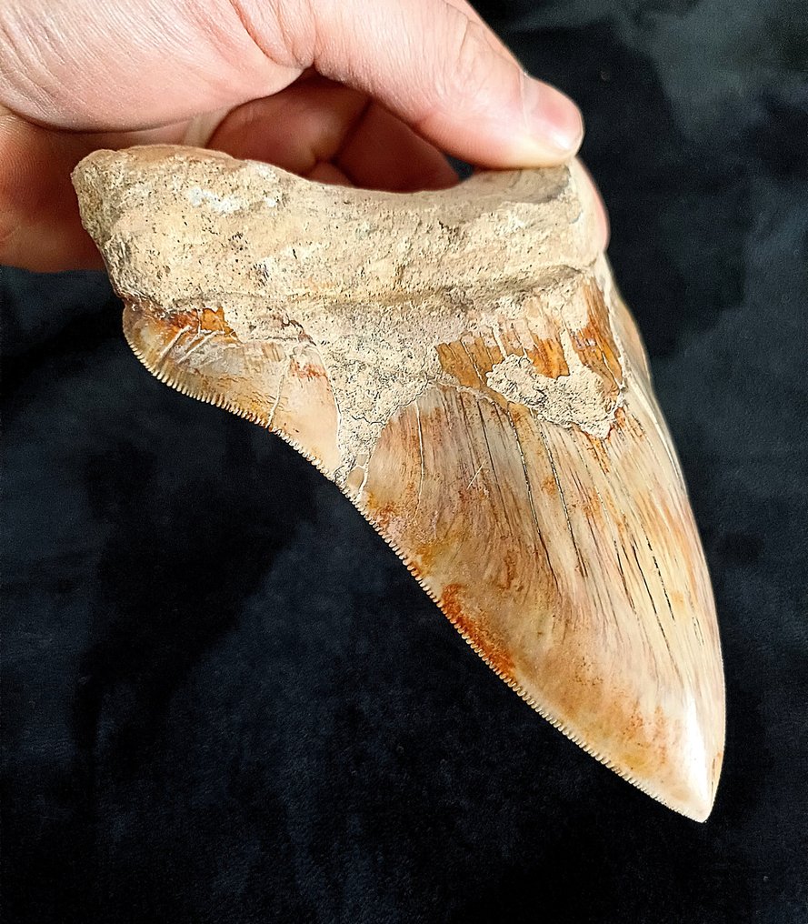 巨牙鯊 - 牙齒化石 - 149 mm - 113 mm #2.1